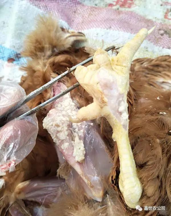 雞滑液囊支原體病癥狀
