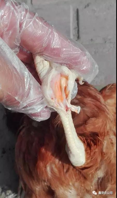 雞滑液囊支原體病癥狀